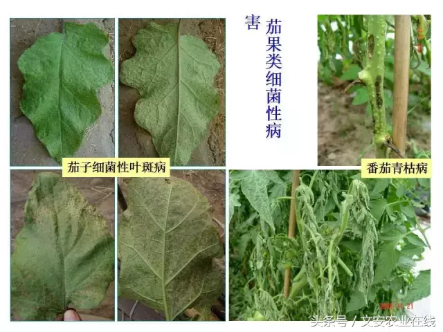 病毒、细菌、真菌、线虫典型病害图谱