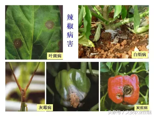 病毒、细菌、真菌、线虫典型病害图谱