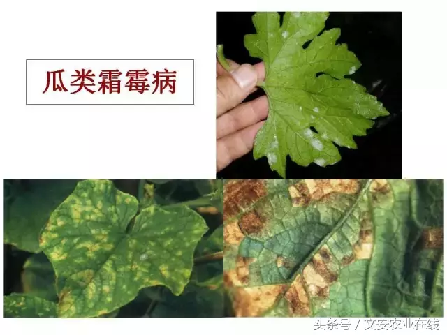 病毒、细菌、真菌、线虫典型病害图谱