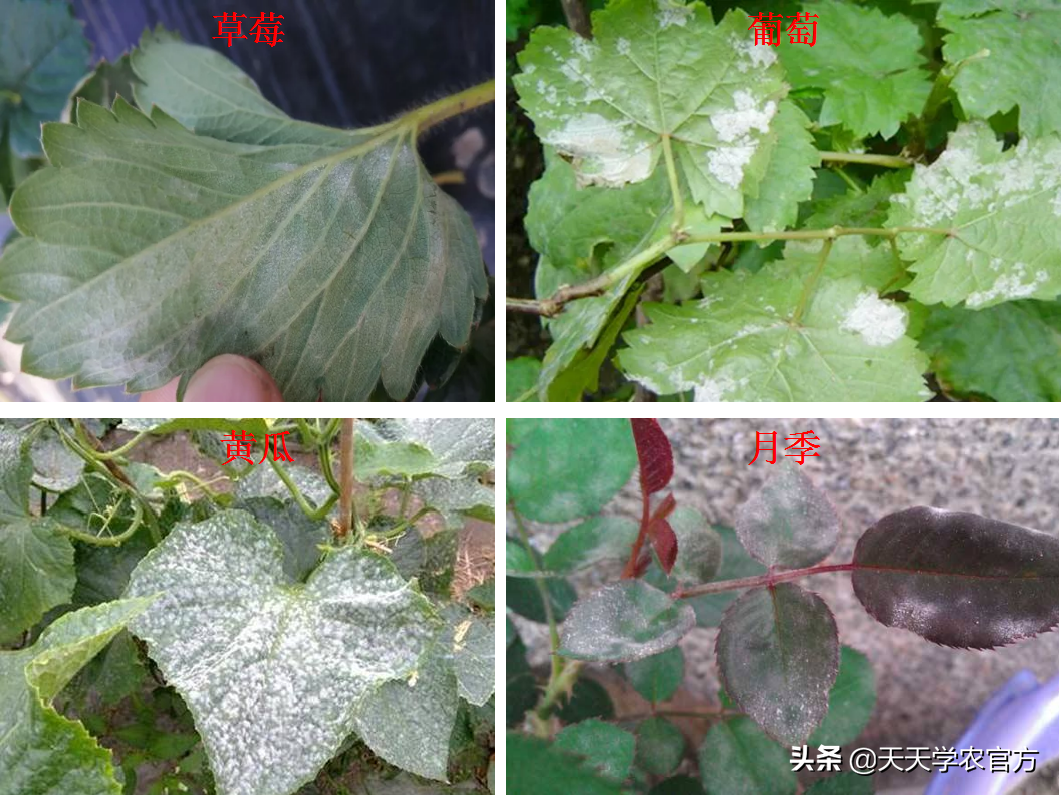 叶片坏死腐烂、各种色斑出现?真菌病害到底有哪些?看完就知道