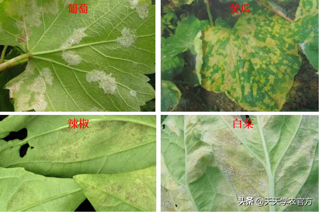 叶片坏死腐烂、各种色斑出现?真菌病害到底有哪些?看完就知道