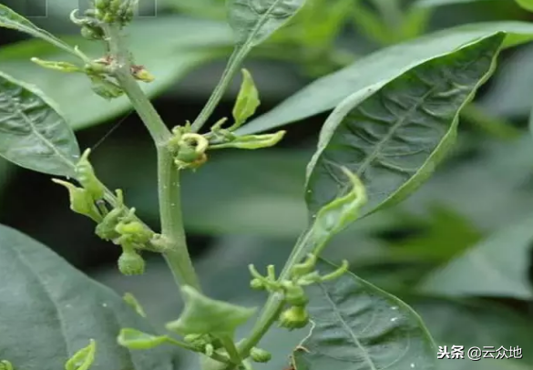 良心总结辣椒9种常见病害的防治方法,很全面!