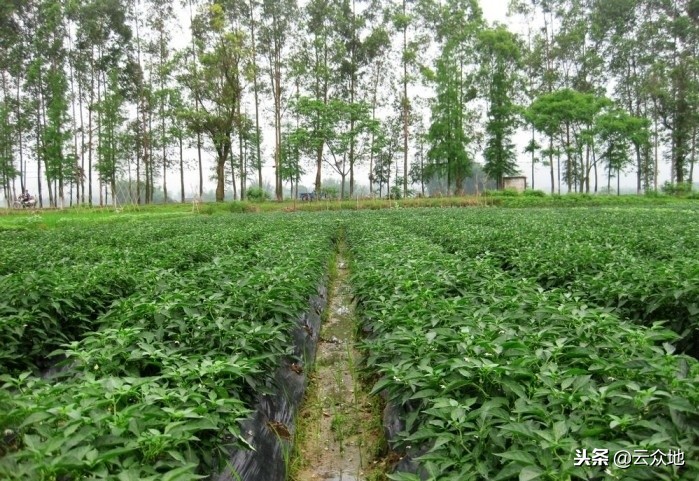 良心总结辣椒9种常见病害的防治方法,很全面!