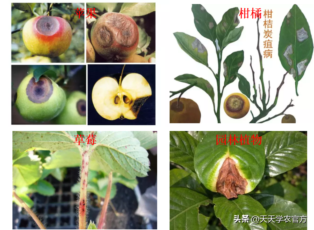 叶片坏死腐烂、各种色斑出现?真菌病害到底有哪些?看完就知道