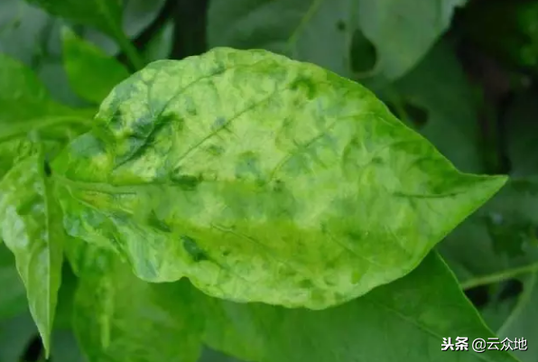 良心总结辣椒9种常见病害的防治方法,很全面!
