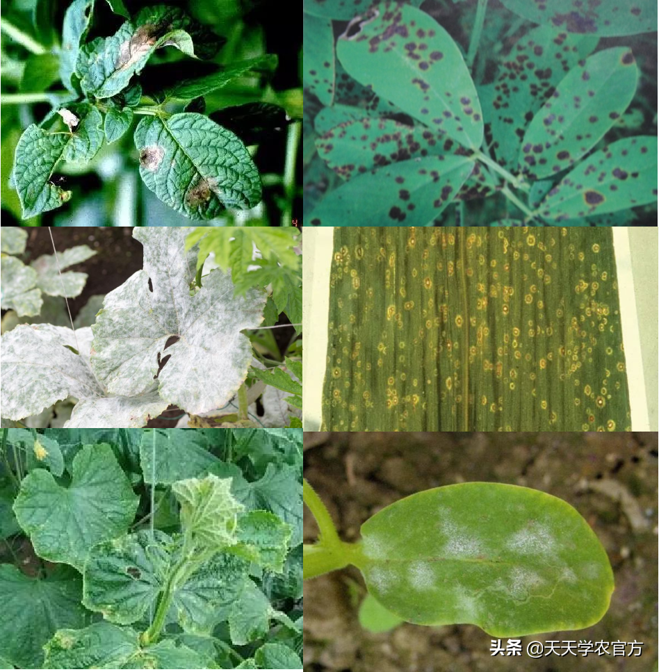叶片坏死腐烂、各种色斑出现?真菌病害到底有哪些?看完就知道