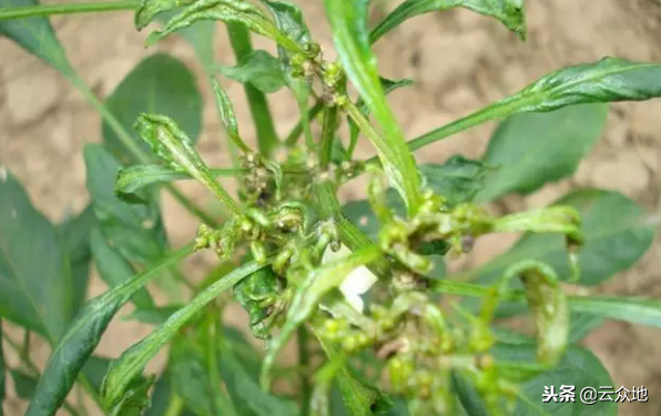 良心总结辣椒9种常见病害的防治方法,很全面!