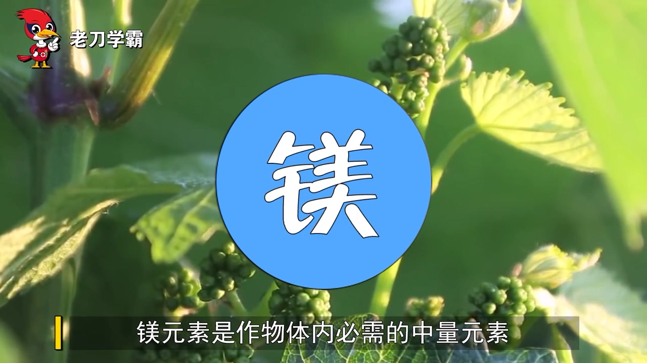 【视频】镁元素提高作物抗早衰的作用机理