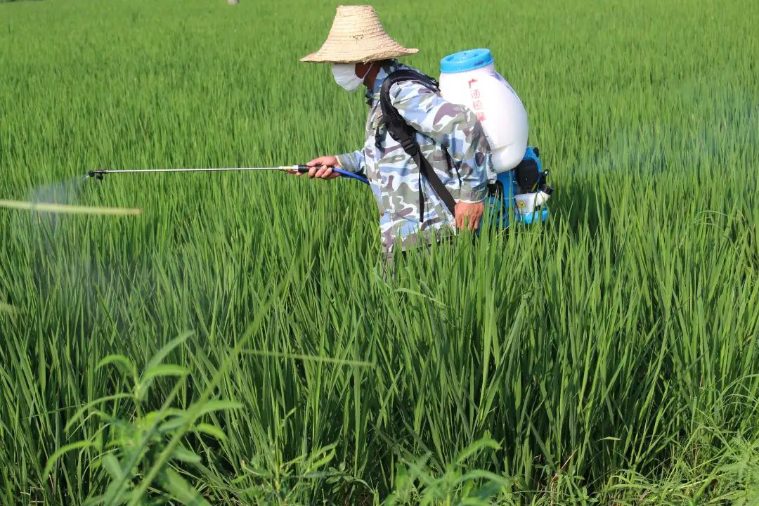 请注意：这些杀菌剂很容易出现药害！