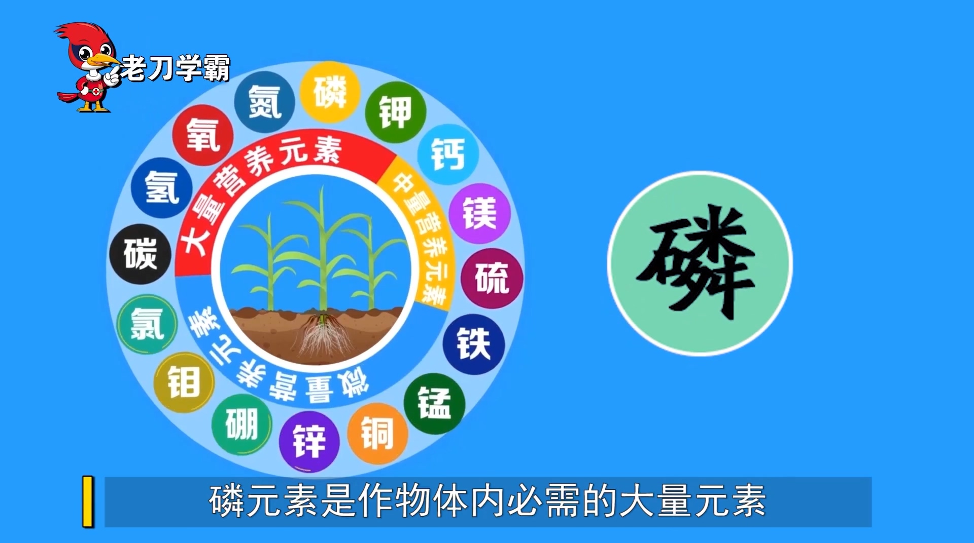 【视频】磷元素促进花芽分化的作用机理